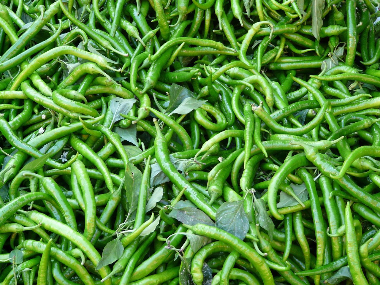 G4 Chilly Box – Fresh & Vibrant Chillies