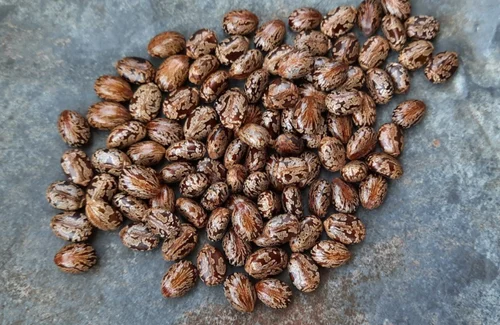 Castor Oil Seeds – Organic, Brown